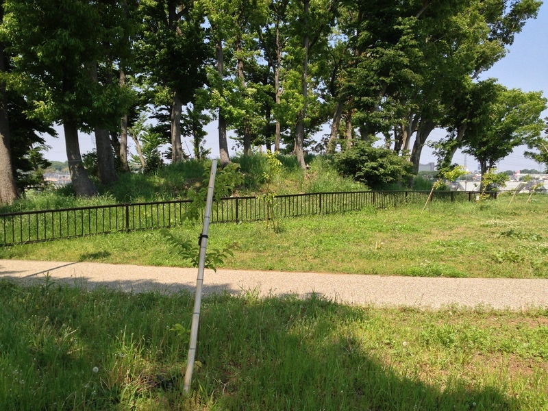 【丸山城】虎口を見下ろす位置にある北側の土塁。当時は本曲輪をグルっと土塁が囲んでいたようだ。本曲輪の一段下に平場があり、そこに虎口がある。