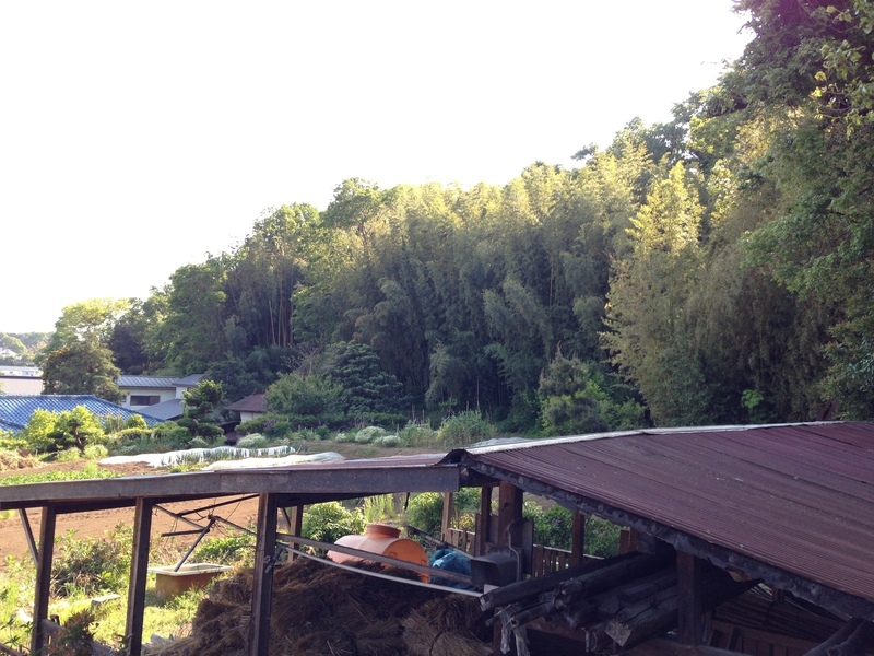 【岡崎城】南方虎口から西側の曲輪群を撮影。位置的に、北から中郭と南郭が写っているはず。