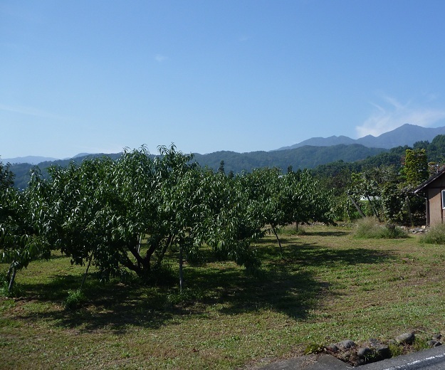 甲府盆地の北東部で、ブドウ畑と二分する謎の畑の木