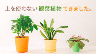 土をつかわないので虫がいない観葉植物!育てやすい身体にいい植物を沖縄で生産!