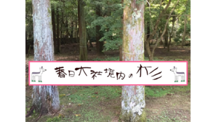 【makuake限定】春日大社境内の杉で作る、プレミアム小物プロジェクト