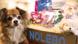 毎月のドッグフード代がお得に!定額で選び放題の新サービス『NOLEBO』開始!