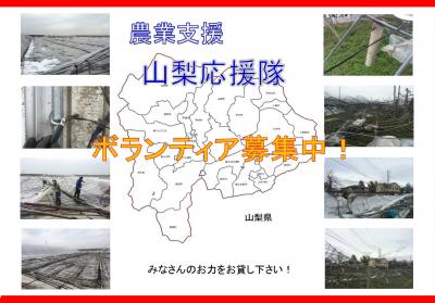《急募！山梨応援隊　雪害農業支援ボランティア募集！