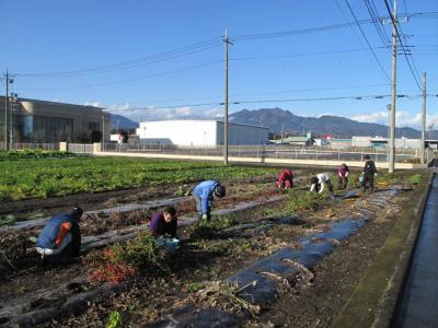 １月１７日(土)日帰り農園ボランティア募集！