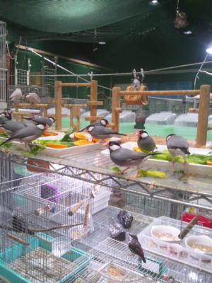 鳥の世話のボランティア募集
