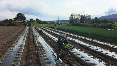 １０月１７日(土)の日帰り農園ボランティア募集！