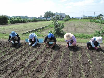 １０月１７日(土)の日帰り農園ボランティア募集！