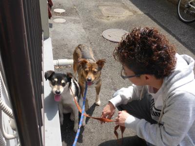 捨て犬・野良犬の保護・教育活動の有資格者ボランティア