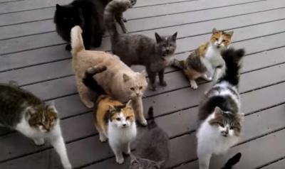 ★動物のお世話★猫★