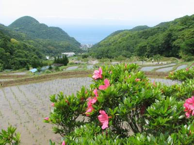 地元の人おすすめ西伊豆を楽しむオトナの休日2016～石部棚田～
