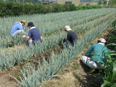 ８月２２日(土)の日帰り農園ボランティア募集！