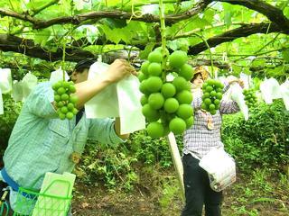 １泊２日の援農ボランティアに参加してみませんか？「ぶどうの丘 田畑の...