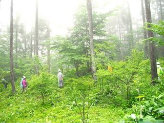 神の泉　森林の楽校２０１５夏