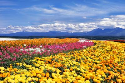 「花を咲かせよう！プロジェクト」活動スタッフ募集！！