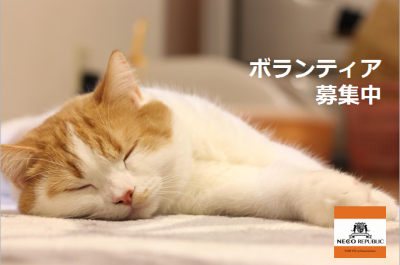 保護猫カフェで「猫助け」しませんか？【東京】