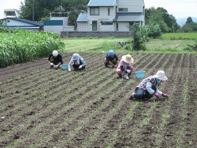 ９月１９日(土)の日帰り農園ボランティア募集！