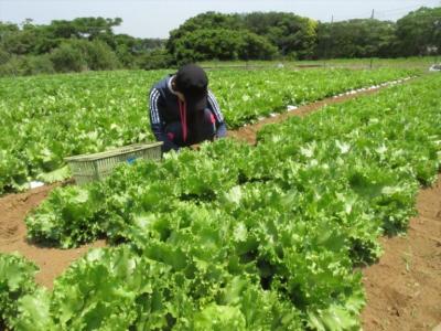7月23日(土)日帰り援農ボランティア募集！【満員御礼】