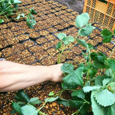 南相馬のいちご園にて農作業ボランティア募集！