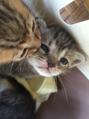 猫ちゃんの保護活動メンバー募集！！
