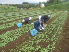 12月3日(土)日帰り援農ボランティア募集！