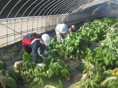 3月25日(土)日帰り援農ボランティア募集！