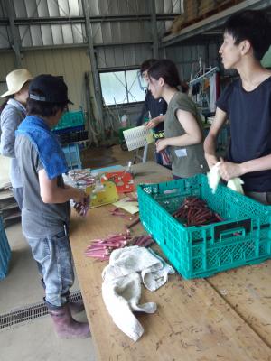 8月27日(土)日帰り援農ボランティア募集！