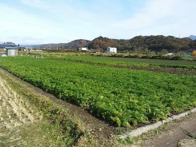 年内最後１２月５日(土)日帰り農園ボランティア募集！