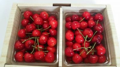 山形さくらんぼ収穫ボランティア大募集！