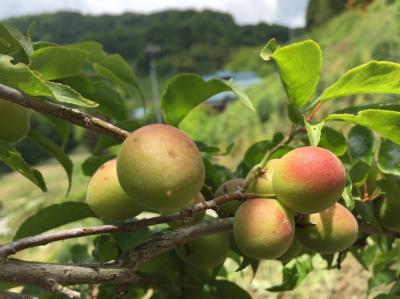 築150年の古民家で感じる集落の暮らし〜梅シロップ体験〜