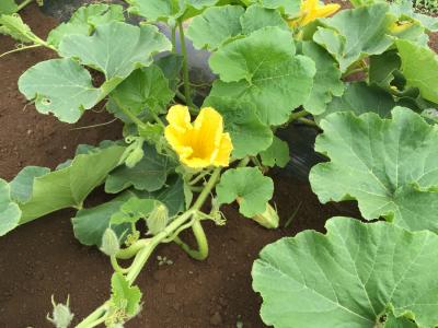 8月1日(土)日帰り農園ボランティア募集！