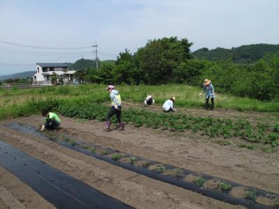 ６月２０日(土)の日帰り農園ボランティア募集！