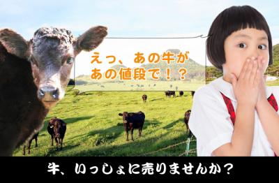 前代未聞！？　離島で高級和牛を育てるボランティア旅行を「黒島」で開...