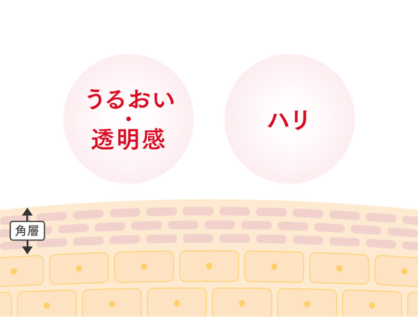 うるおい・透明感 ハリ