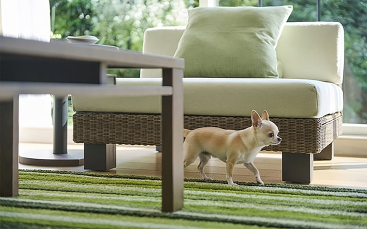 ペットと暮らすソファの選び方～犬・猫に対応できるソファのポイント～ | a.flat 風が運ぶ、自然の贈りもの - 自由が丘(目黒通り)・新宿 ...