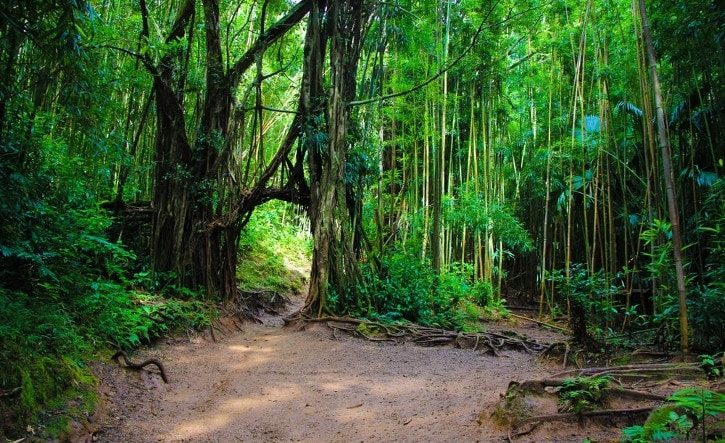 インテリア実例 ハワイの森と海をイメージしたホテルライクなインテリアコーディネート A Flat その暮らしに アジアの風を 目黒通り 新宿 大阪梅田 グランフロント北館