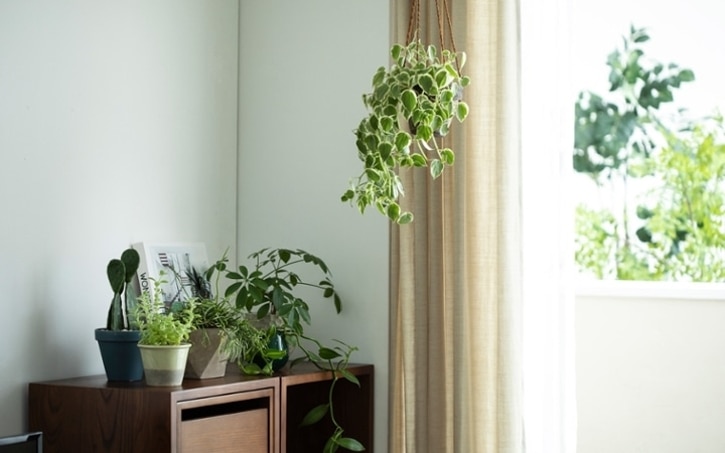 ボタニカルなインテリアで癒しを演出する部屋作り A Flat その暮らしに アジアの風を 目黒通り 新宿 大阪梅田 グランフロント北館