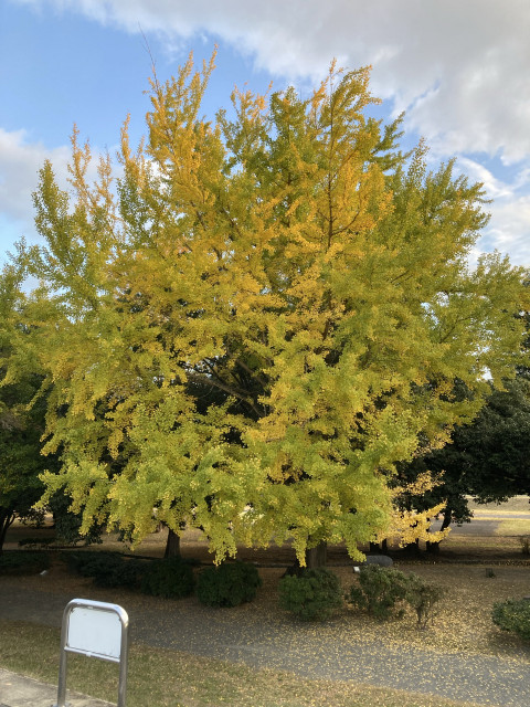 ＊嵐山茶尻町[安田]駐車場の駐車場写真