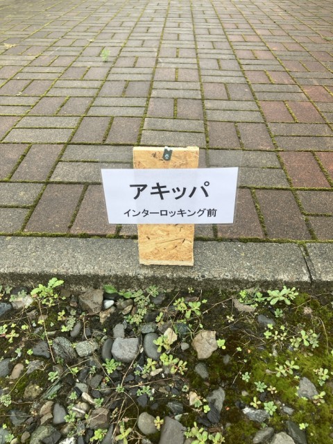 岩見沢市元町一条東6-8 駐車場の駐車場写真