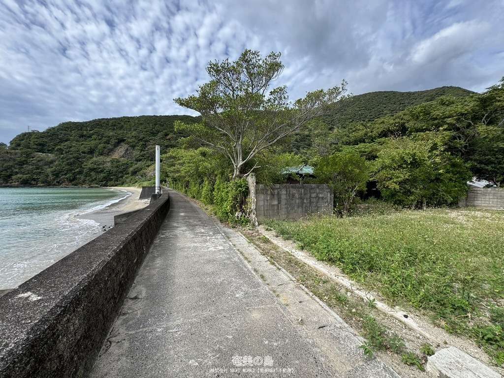 激レア！ ヘゴ 奄美大島産 現地採集株 img_286875_1.jpg