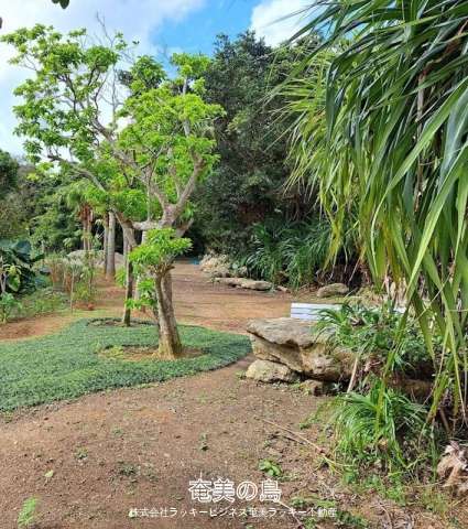 奄美空港近く！笠利町植物園