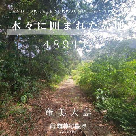 ✨奄美大島✨森好き、山好き、自然が好きな方へ…。緑に囲まれた売地✨