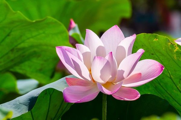 無宗教の葬儀はどのように行えばいい やり方からマナーまで 安心葬儀