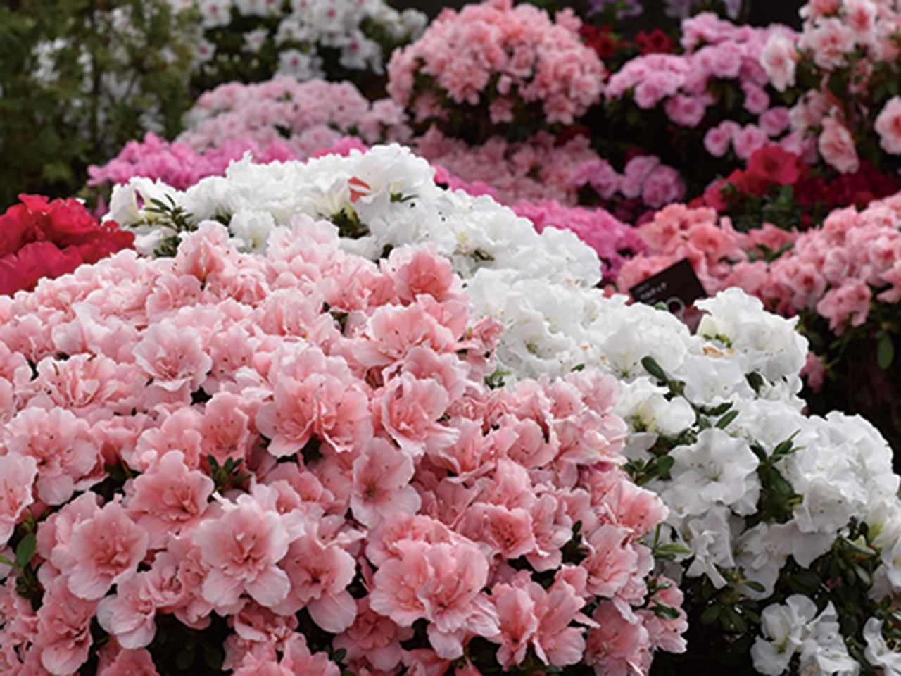 すべての花の画像 最新アザレア 品種