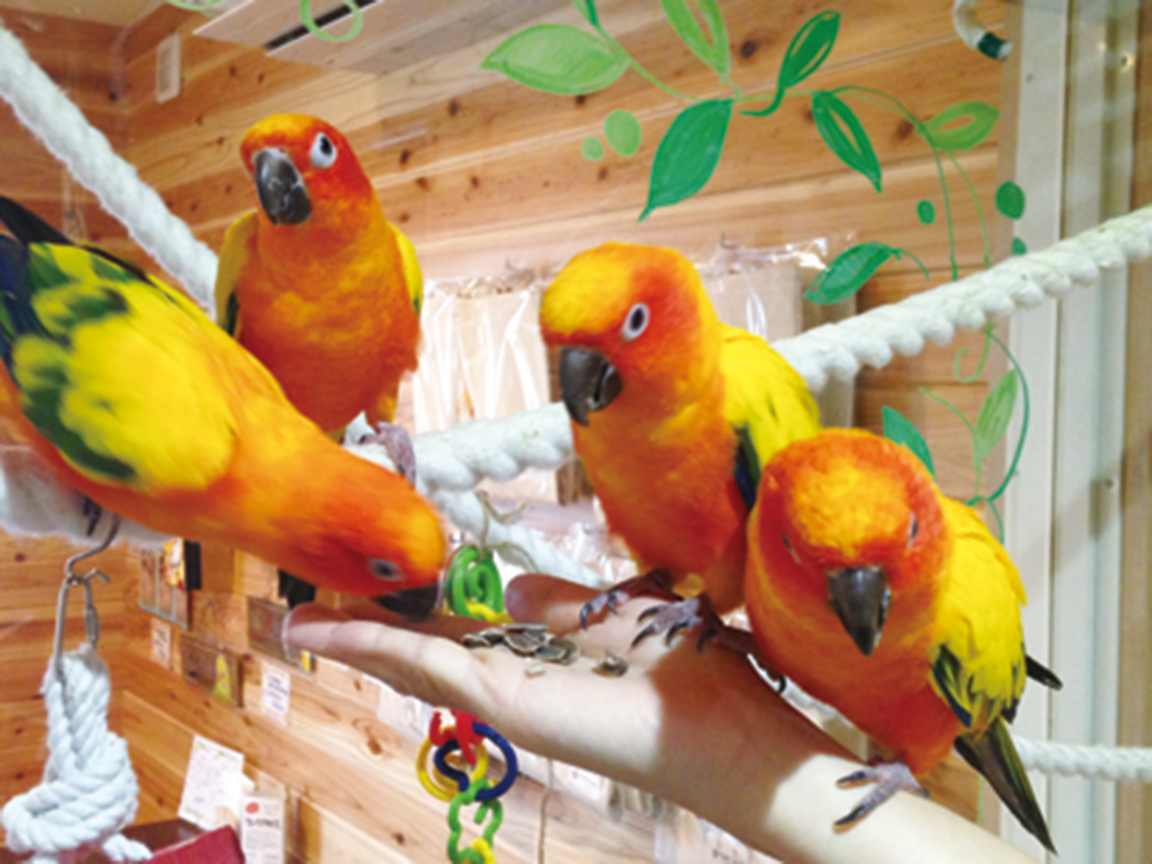 バードカフェ とりん家 特集 新潟情報web