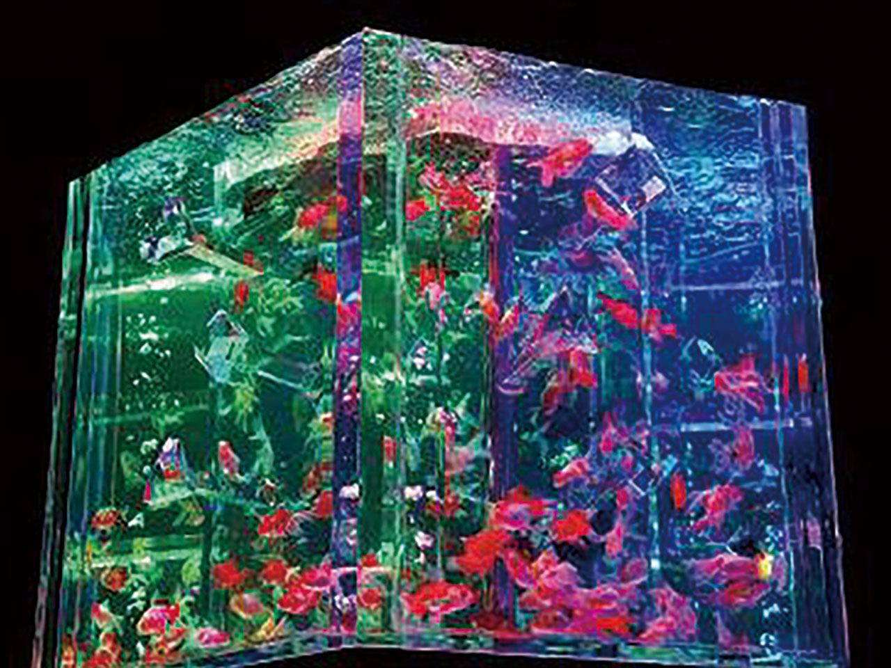 博覧会 フェスティバル 16年09月16日アートアクアリウム展 金沢 金魚の密 富山情報web