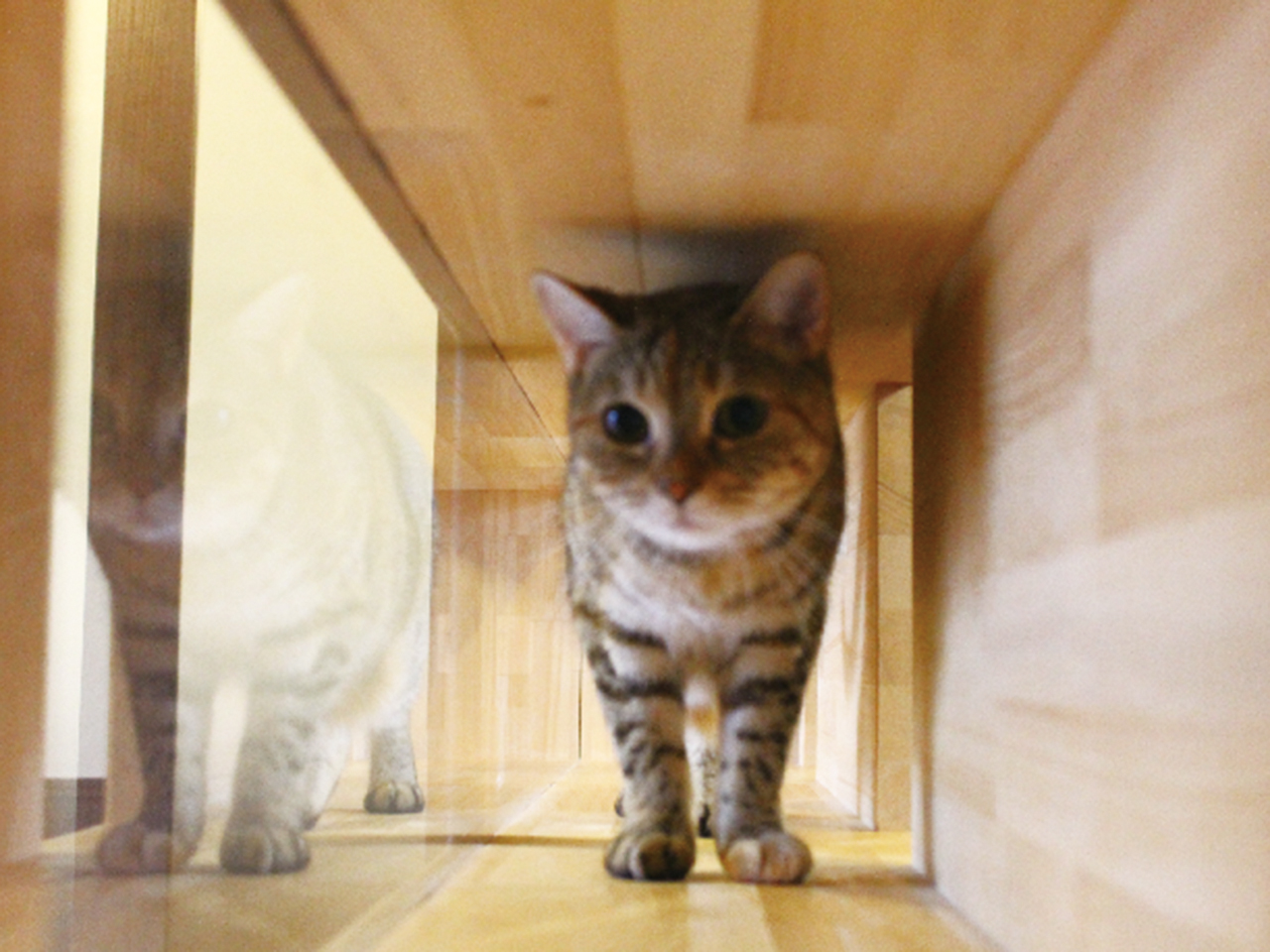 猫鳴館 特集 新潟情報web