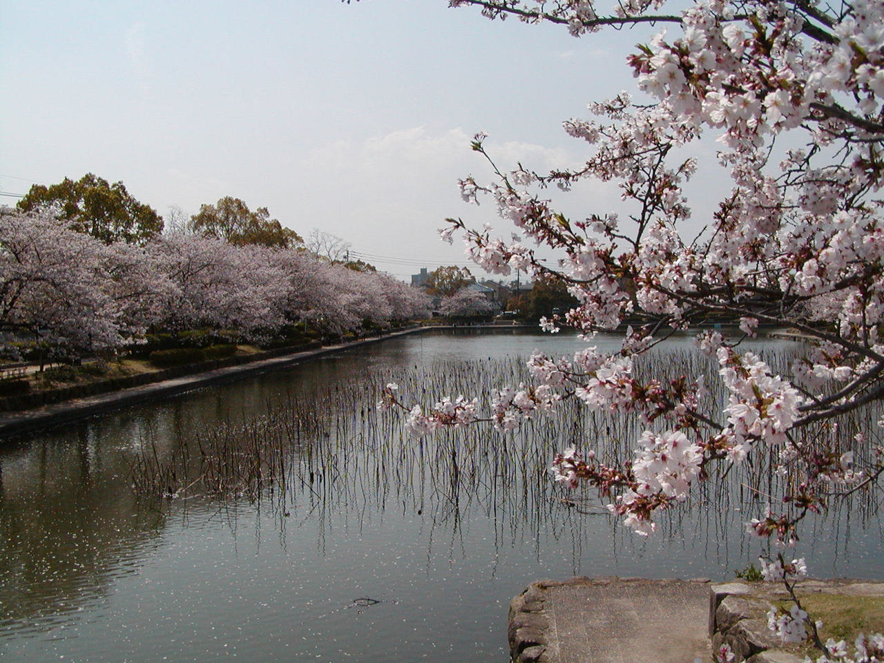 佐賀城公園の画像