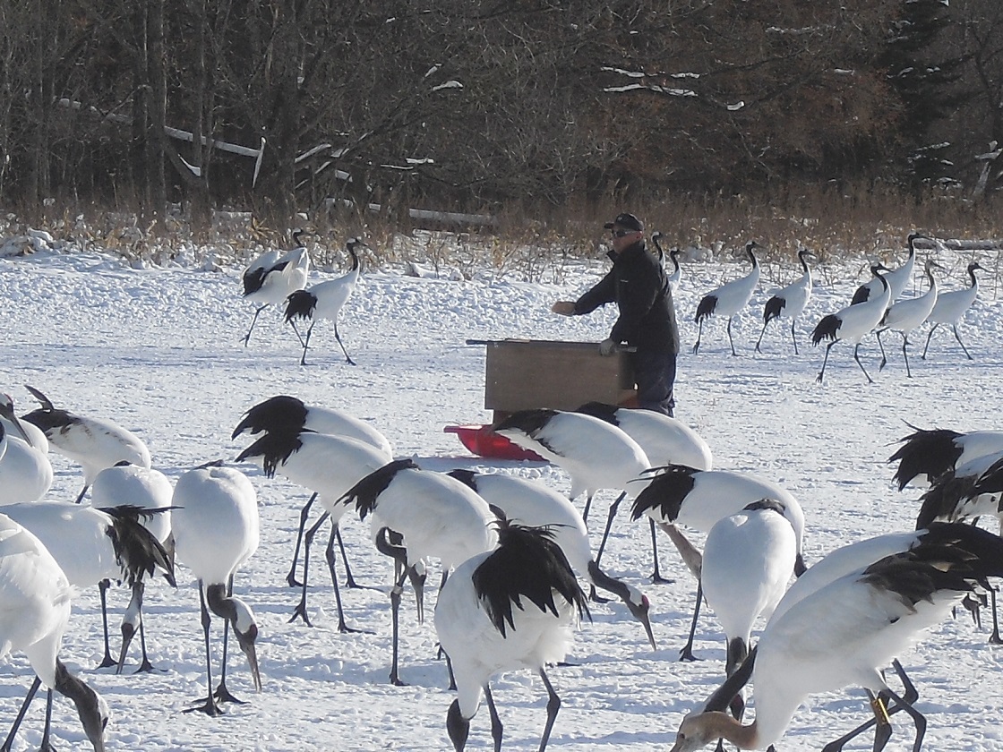 阿寒国際タンチョウツルセンターの画像