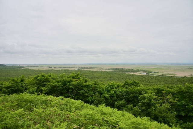 釧路湿原の画像