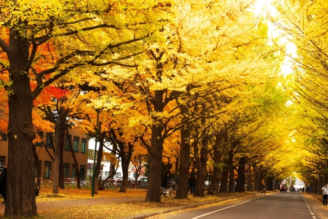 北海道大学の画像